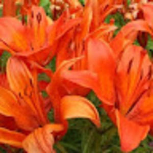 Meet your Posher, Jackie